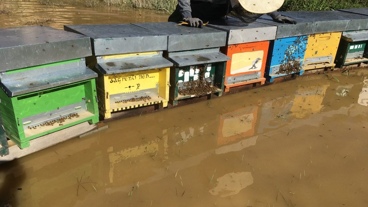 Attivata raccolta fondi per aiutare gli apicoltori piemontesi colpiti dall’alluvione