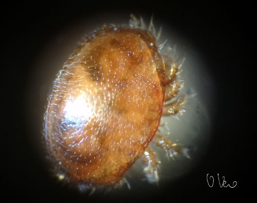varroa femmina