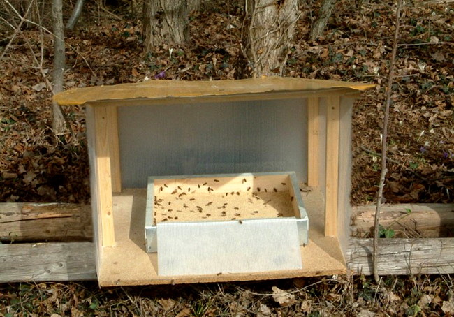 La nutrizione proteica delle api - Unaapi