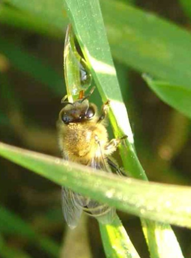 ape bevendo goccia di acqua su una foglia