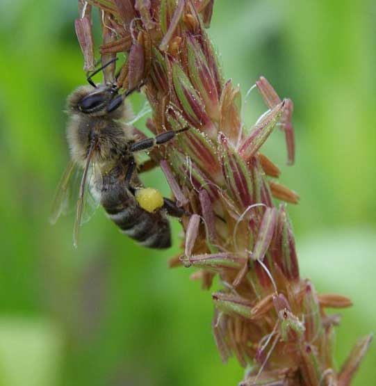 ape su pianta di mais
