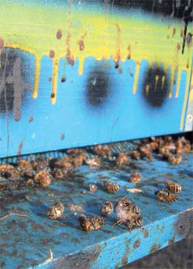 api morte davanti a porticina alveare