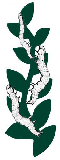 vermi che mangiano foglie verdi