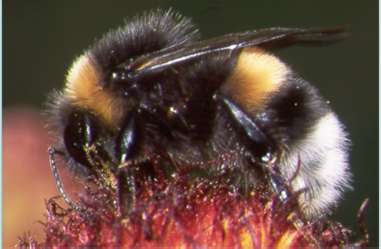 Bombo terrestris su fiore