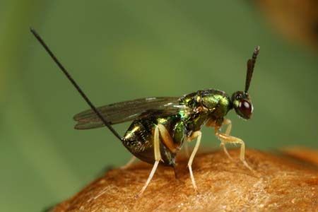 torymus aureus sinensis