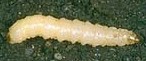 larva di diabrotica, verme bianco