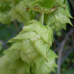 courtesy of Matt Lavin (http://www.flickr.com/photos/plant_diversity/)