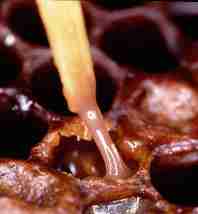 larva filante, sintoma di peste americana