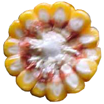 sezione di pannocchia di mais a forma di fiore