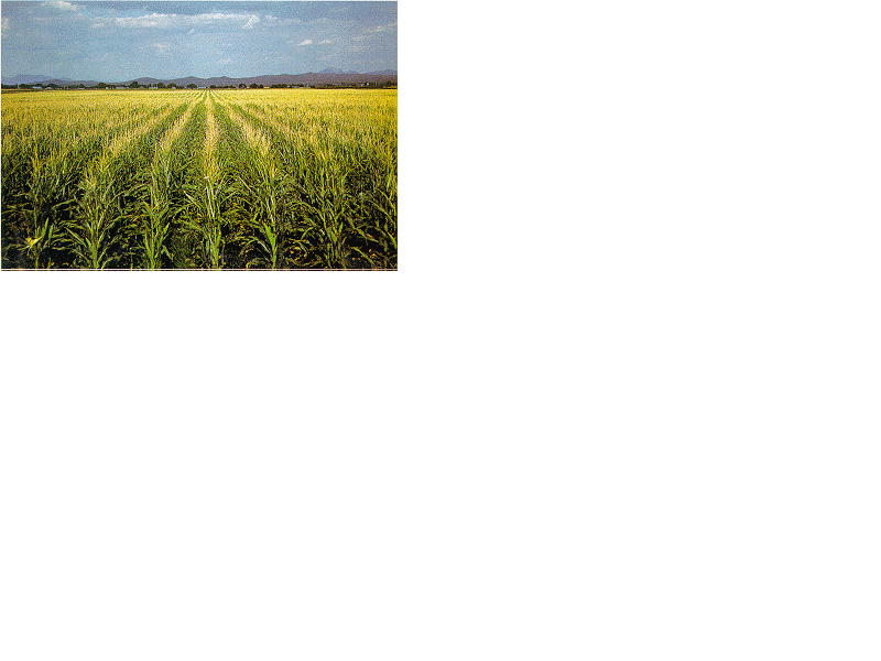 campo di mais in fiore