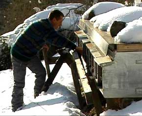 apicoltore che bussa sulla porta di un alveare coperto di neve