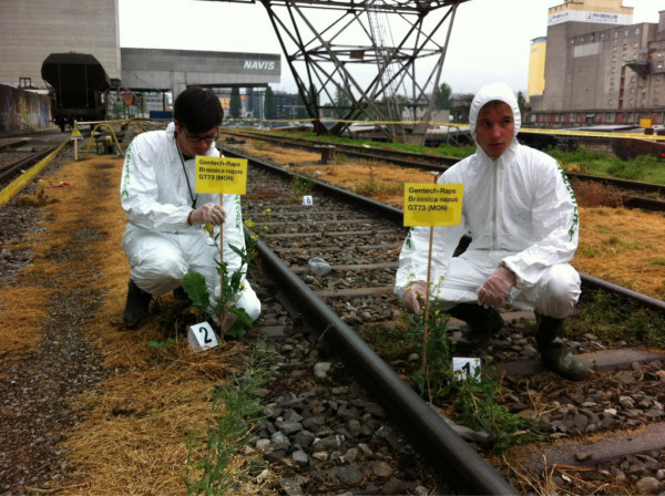 due operatori di grean peace segnalano due piante di colza OGM cresciute allo stato selvatico in svizzera