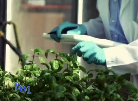 scientifico con guanti toccando una pianta OGM