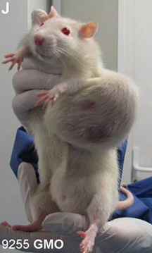 cavia ingrassata con mais OGM con cancro