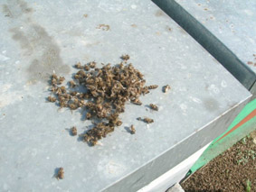 api morte su un tetto di arnia a Narzole