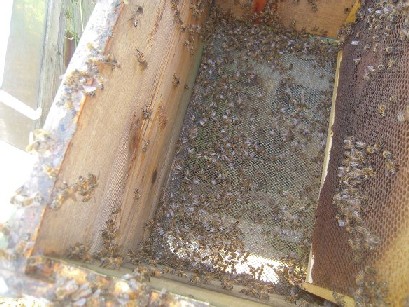 Alveare all'interno spopolato e con api morte in fondo