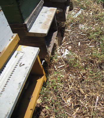 Fila di alveari con un tapetto di api morte davanti