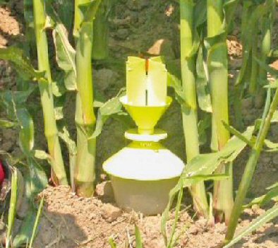 Trappola per adulti di diabrotica su mais in Veneto