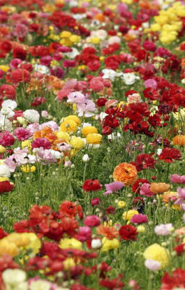 prato con fiori di tutti i colori