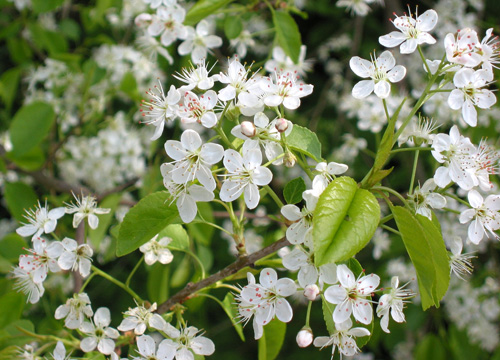 marasca_Prunus_mahaleb_flowers