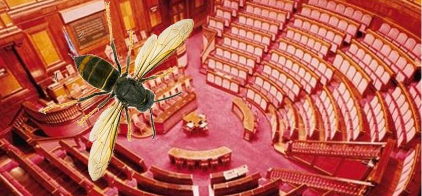 20141106 velutina senato