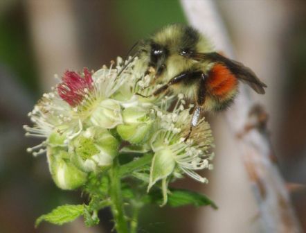 Screenshot da Xerces