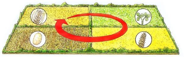 rotazione_culture_jpg