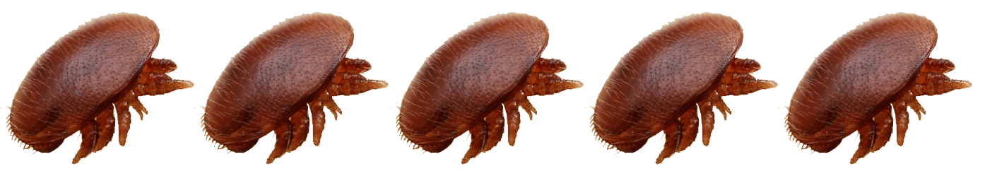 cinque varroe che compaiono una dietro l'altra