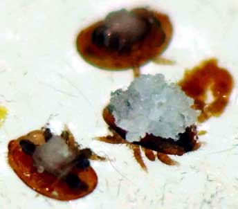 varroe ritrovate con il metodo Zav