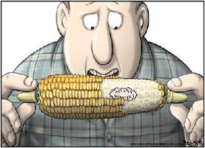 uomo che mangia pannocchia di mais e trova etichetta nel nocciolo centrale