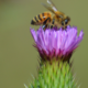 Linee guida per la scelta delle piante di interesse apistico ammesse per l’eco-schema 5 e altre raccomandazioni