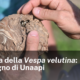 La sfida della Vespa velutina: l’impegno di Unaapi