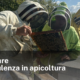 Migliorare la consulenza in apicoltura